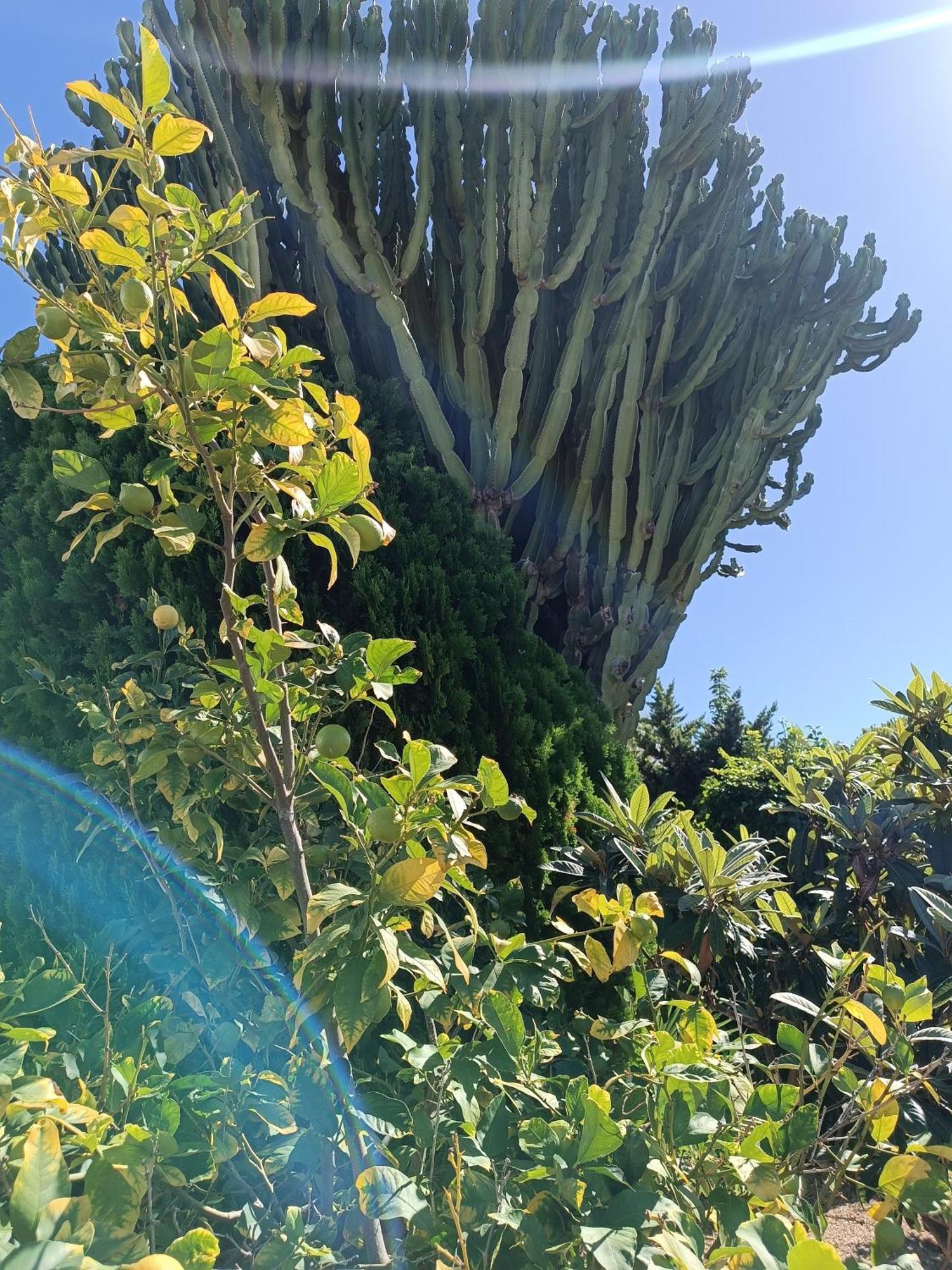לינה וארוחת בוקר אלביר Casa La Siesta Albir מראה חיצוני תמונה